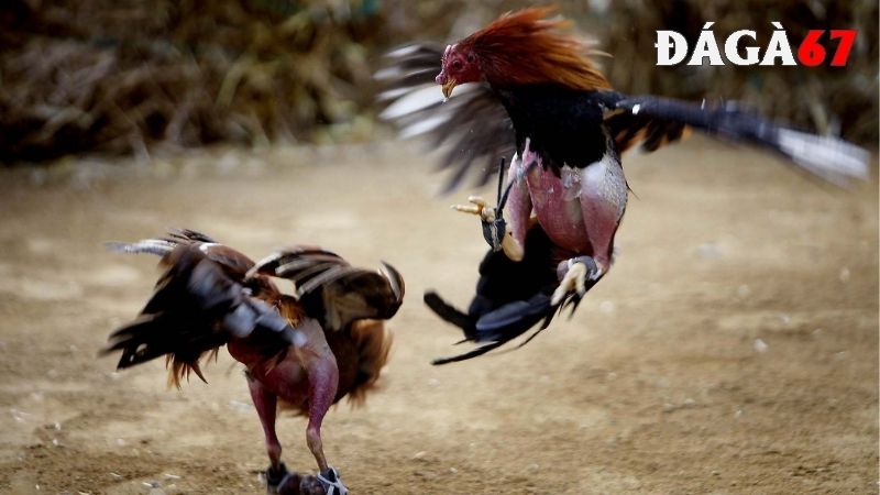 Các chiến kê được lựa chọn kỹ lưỡng