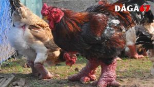 cách chọn gà Đông Tảo thuần chủng