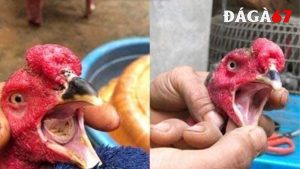 Bệnh nấm họng ở gà chọi