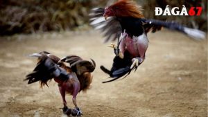 Đá gà đòn là gì